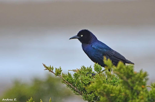  «Ocean City Welcome Center», reviews and photos, 300 W 9th St, Ocean City, NJ 08226, USA