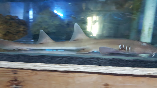 Tropical Fish Store «The Fish Store», reviews and photos, 2050 Chamblee Tucker Rd, Chamblee, GA 30341, USA