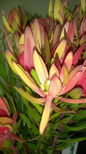 Grocery Store «Community Green Market», reviews and photos, 2228 White Plains Rd, Bronx, NY 10467, USA