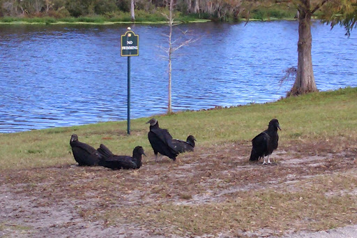 Park «Blanchard Park», reviews and photos, 2451 Dean Road, Orlando, FL 32817, USA