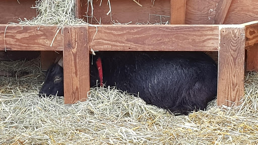 Farm «The Belmont Goats», reviews and photos, 9330 SE Harold St, Portland, OR 97266, USA
