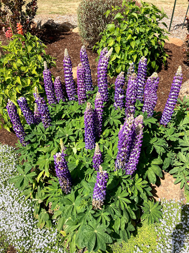 Winery «REX HILL», reviews and photos, 30835 OR-99W, Newberg, OR 97132, USA