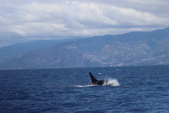 VipDolphins Catamaran Whale Watching - Agência de viagens