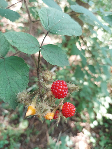 Park «Bechtel Park», reviews and photos, Naamans Rd, Claymont, DE 19703, USA
