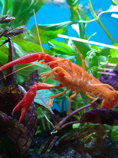 Pet Supply Store «Petco Animal Supplies», reviews and photos, 1337 N National Rd, Columbus, IN 47201, USA