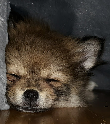 Pet Supply Store «Bone-A-Patreat», reviews and photos, 4110 University Ave, Des Moines, IA 50311, USA