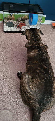 Pet Supply Store «Pet Supplies Plus», reviews and photos, 543 N Foothills Plaza Dr, Maryville, TN 37801, USA