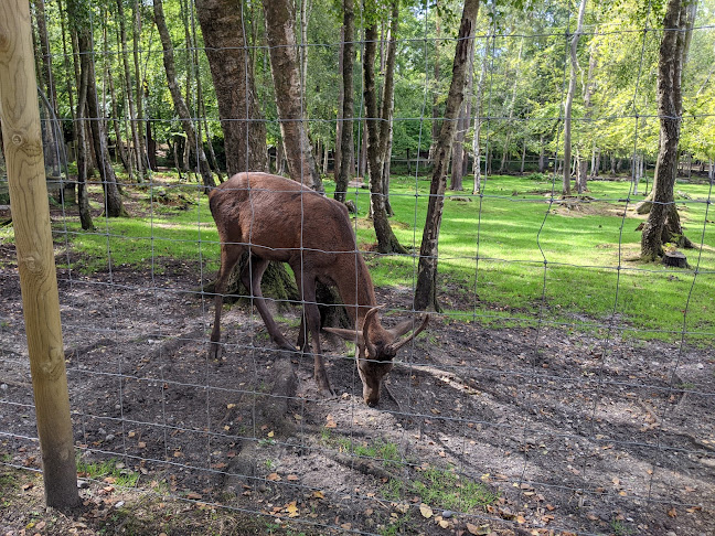 Comments and reviews of New Forest Wildlife Park
