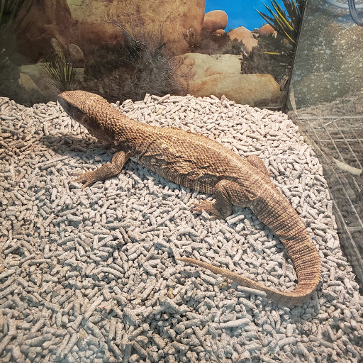 Pet Store «Planet Pet Shop», reviews and photos, 6624 Eastern Ave, Bell Gardens, CA 90201, USA