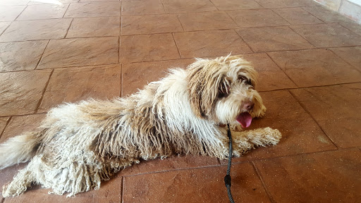 Fallabella Veterinarios S.l. (Gregorio Ruano) en Córdoba