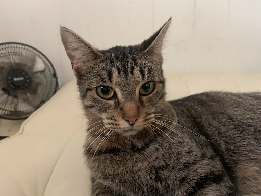 Kamerer Veterinary Service