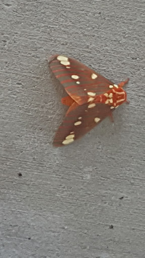 Nissan Dealer «Hamilton Nissan», reviews and photos, 1929 Dual Hwy, Hagerstown, MD 21740, USA