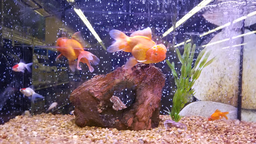 Pet Supply Store «Petco Animal Supplies», reviews and photos, 2241 Porter Creek Dr, Fort Worth, TX 76177, USA