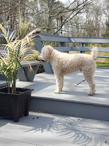 Pet Groomer «Happy Tails Self-Serve Dog Wash», reviews and photos, 267 Cotuit Rd Unit D, Sandwich, MA 02563, USA