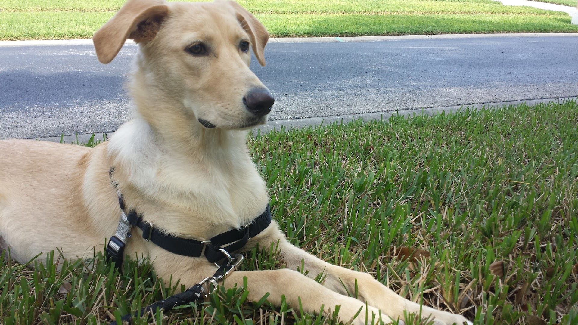 Nanda's Walking Paws Dog Walks & Pet Sitting Services