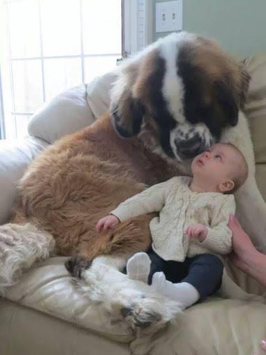 Pet Supply Store «Cheshire Cat & Dog Too», reviews and photos, 1320 Waterbury Rd, Cheshire, CT 06410, USA