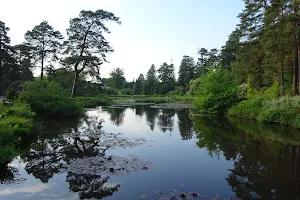 Bedgebury National Pinetum and Forest image