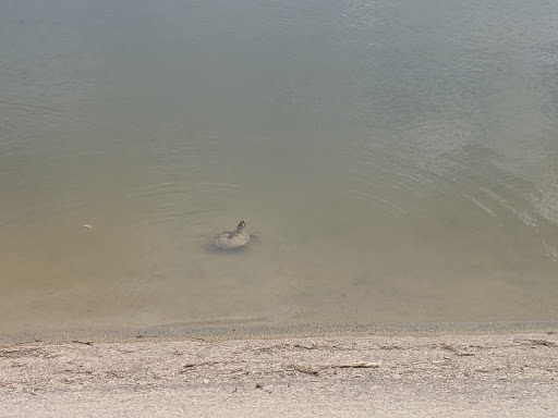 Golf Course «Jersey Meadow Golf Course», reviews and photos, 8502 Rio Grande St, Jersey Village, TX 77040, USA