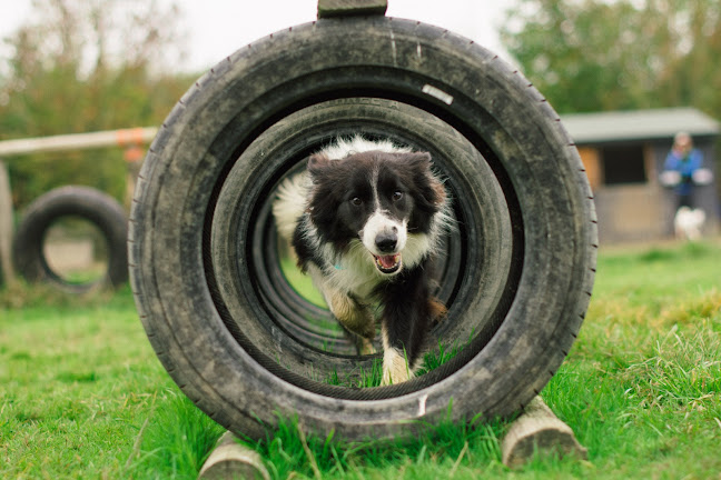 Comments and reviews of MudKings West London Dog walking - Day care