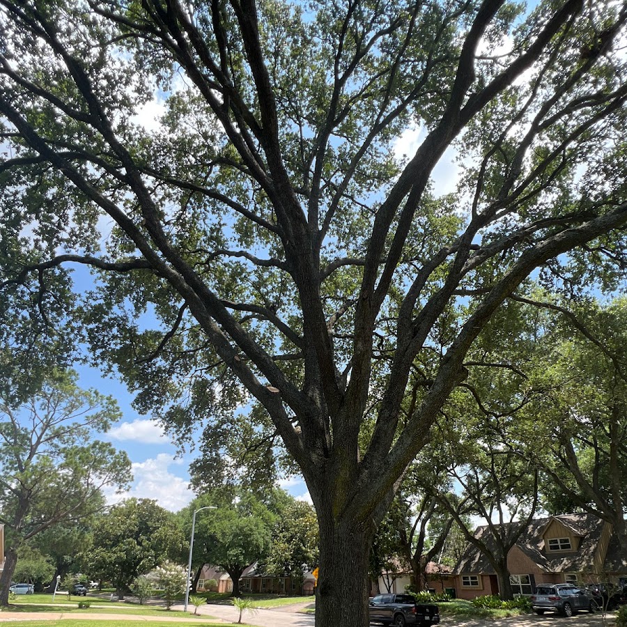 Monster Tree Service of West Houston