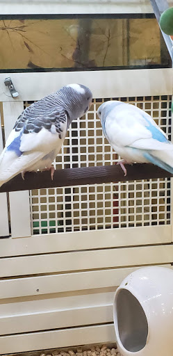 Pet Supply Store «PetSmart», reviews and photos, 1040 Cross Creek Dr, Saltillo, MS 38866, USA