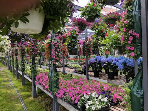 Florist «Exotic Flowers», reviews and photos, 609 American Legion Hwy, Boston, MA 02131, USA