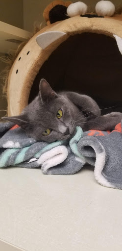 Pet Supply Store «Petco Animal Supplies», reviews and photos, 2255 East Ridge Road, Irondequoit, NY 14622, USA