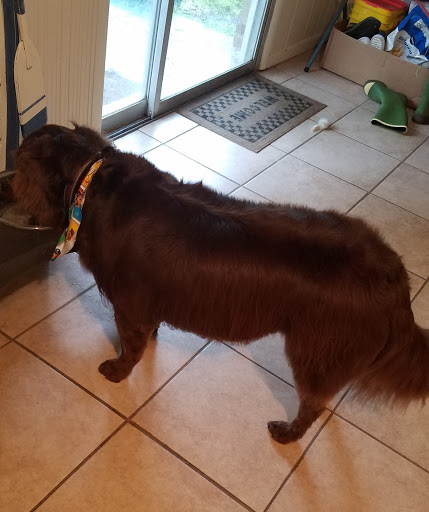 For Paws Only Pet Resort Inc