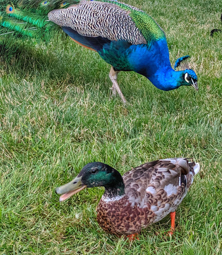 Winery «Chateau Ste. Michelle Winery», reviews and photos, 14111 NE 145th St, Woodinville, WA 98072, USA