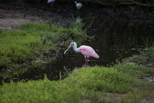 Golf Course «The Tides Golf Club», reviews and photos, 11832 66th Ave N, Seminole, FL 33772, USA