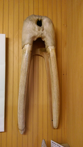 Museum «The Whale Museum», reviews and photos, 62 1st St, Friday Harbor, WA 98250, USA