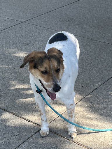 Animal Care Center of Fairfield image