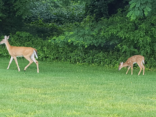 Golf Course «William F. Larkin Golf Course at Colonial Terrace», reviews and photos, 1003 Wickapecko Dr, Ocean Township, NJ 07712, USA