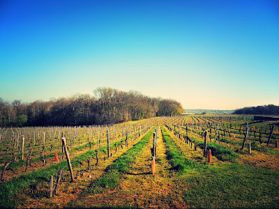 Vignobles Lavaud Père et Fils à Pellegrue