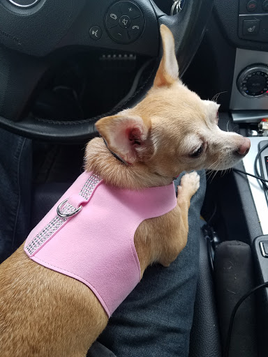 Pet Supply Store «PetSmart», reviews and photos, 1183 Berkshire Blvd, Wyomissing, PA 19610, USA