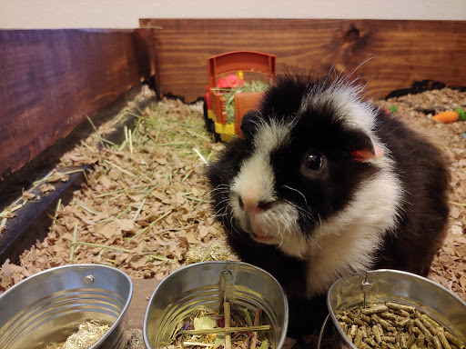 Pet Supply Store «PetSmart», reviews and photos, 2901 Texas Sage Trail, Fort Worth, TX 76177, USA