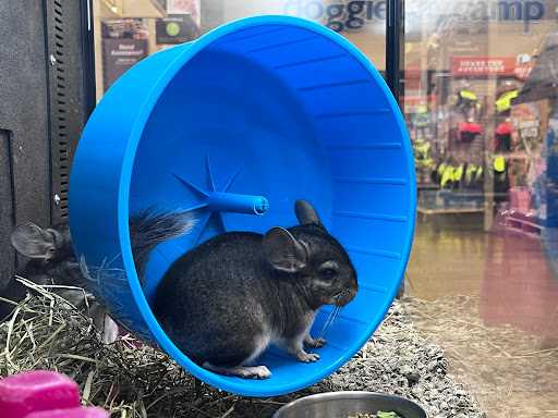 Pet Supply Store «PetSmart», reviews and photos, 3347 E Foothill Blvd, Pasadena, CA 91107, USA