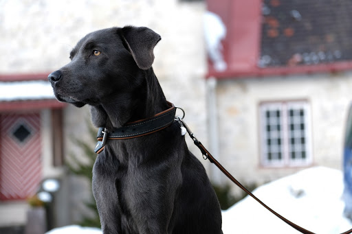Futter-Tierarzt XaraVet: Hund, Katze, Pferd unter Wachtberg, Nordrhein-Westfalen