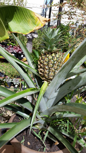 Hardware Store «Orchard Supply Hardware», reviews and photos, 1350 E Main St, Woodland, CA 95776, USA