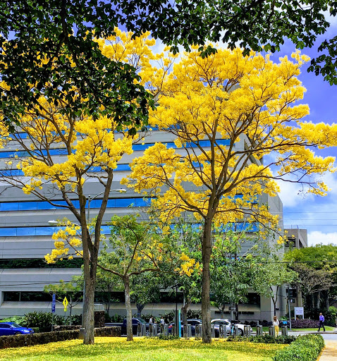 Insurance Company «First Insurance Company of Hawaii, Ltd.», reviews and photos