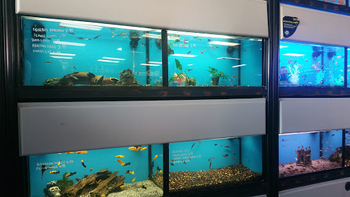 Tropical Fish Store «The Aquarium Connection», reviews and photos, 1663 E Los Angeles Ave, Simi Valley, CA 93065, USA