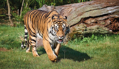 Zoo de La Flèche à La Flèche