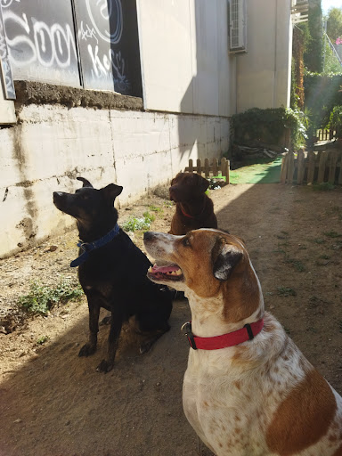 Temporalmente Suspendida Guarderia Y Residencia Canina Familiar