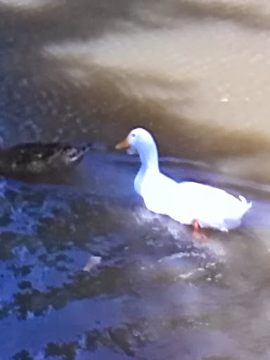 Park «Mike Lewis Park», reviews and photos, 2410 N Carrier Pkwy, Grand Prairie, TX 75050, USA