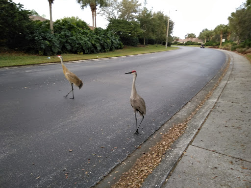 Golf Club «Scepter Golf Club reservations», reviews and photos, 1226 Newpoint Loop, Sun City Center, FL 33573, USA