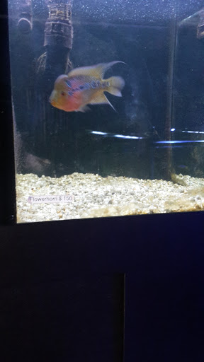 Tropical Fish Store «South Seas Aquatics Inc.», reviews and photos, 5440 Babcock Rd A133, San Antonio, TX 78240, USA