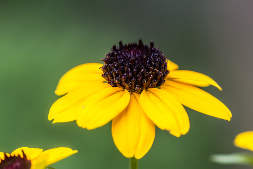 Nature Preserve «Melvin L. Newman Wetlands Center», reviews and photos, 2755 Freeman Rd, Hampton, GA 30228, USA