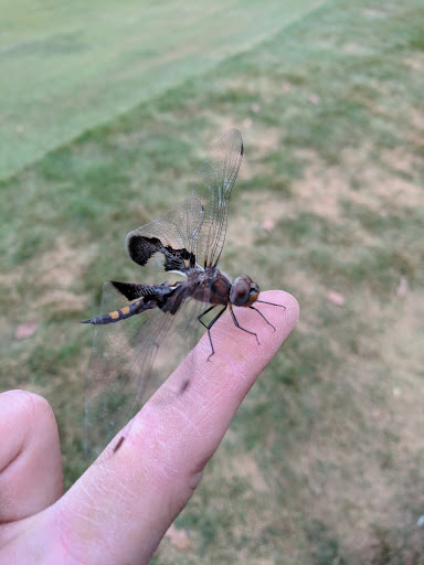 Golf Club «Buffalo Grove Golf Club», reviews and photos, 48 Raupp Blvd, Buffalo Grove, IL 60089, USA