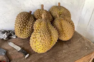 Ndeso Buah Durian Plantation image