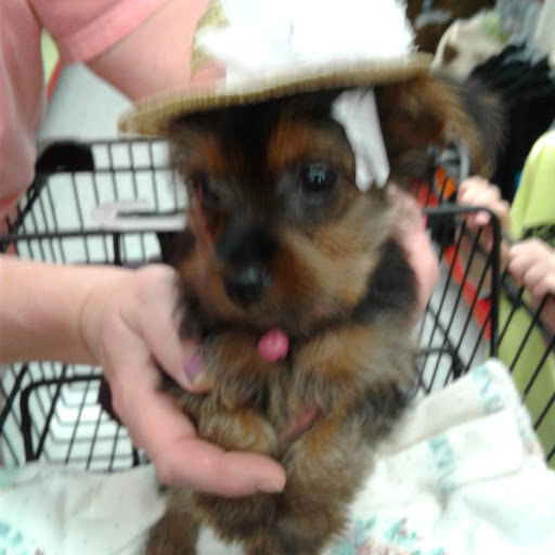 Pet Supply Store «Petco Animal Supplies», reviews and photos, 308 E Meighan Blvd, Gadsden, AL 35903, USA